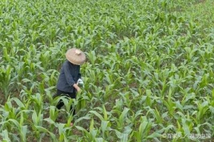 植物葉面肥品牌哪個好，怎么選